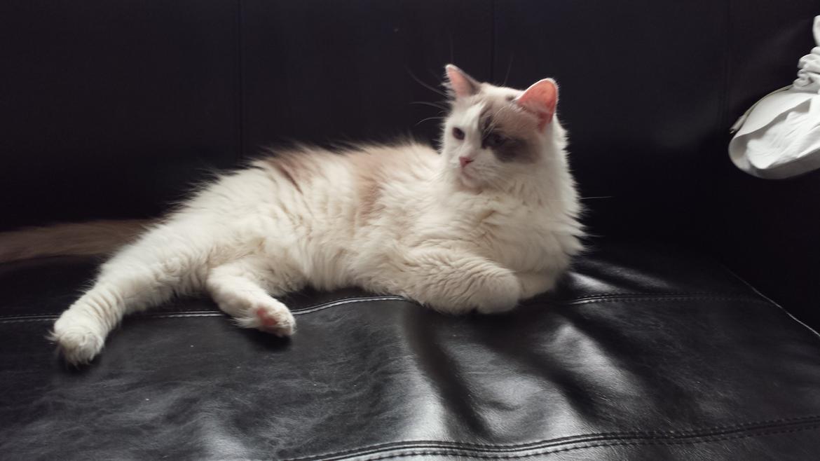 Ragdoll Fille billede 3