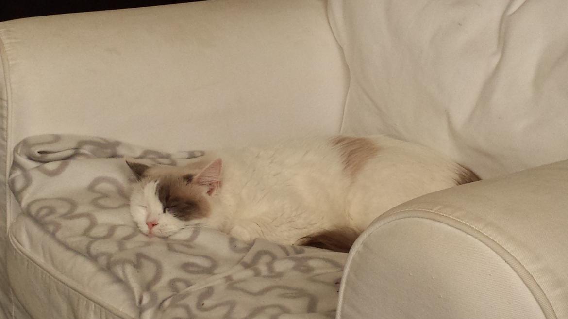 Ragdoll Fille billede 4