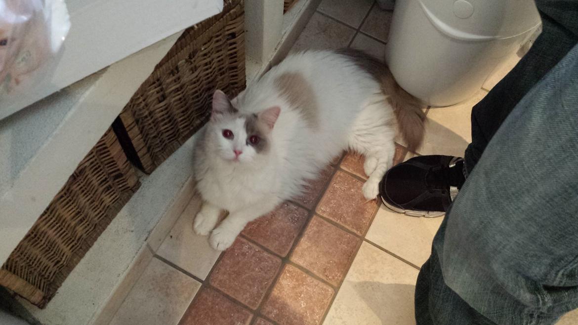 Ragdoll Fille billede 5