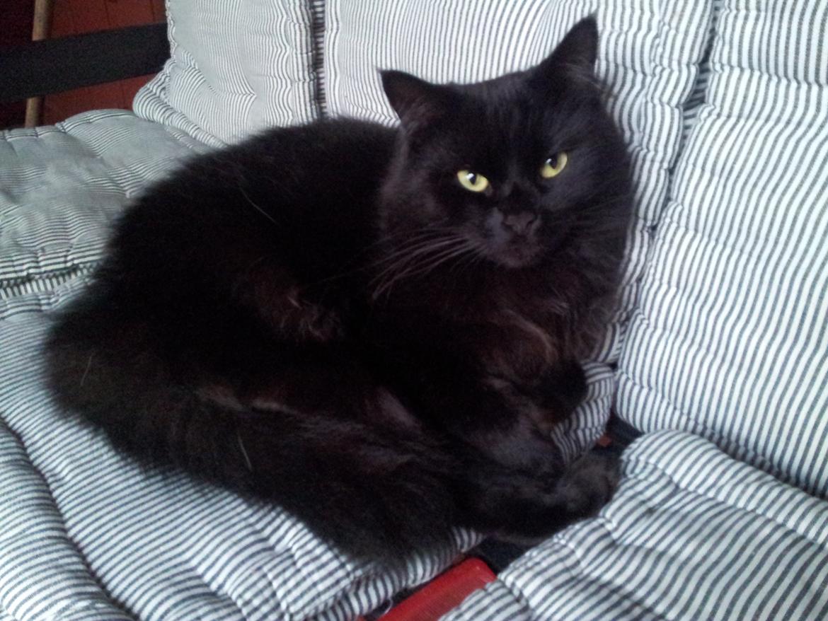 Norsk Skovkat Miws billede 7