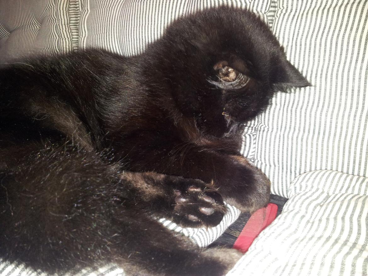 Norsk Skovkat Miws billede 8