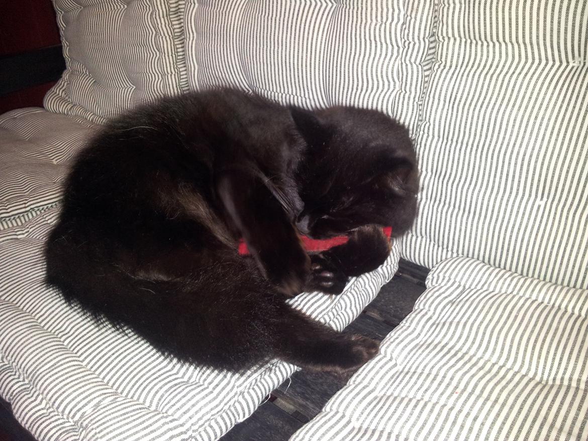 Norsk Skovkat Miws billede 9