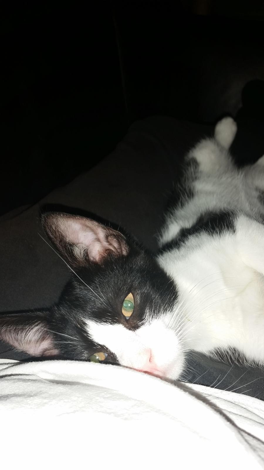 Huskat Nicky billede 6