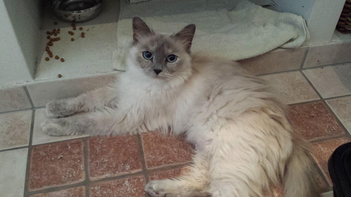 Hellig Birma Sille billede 1