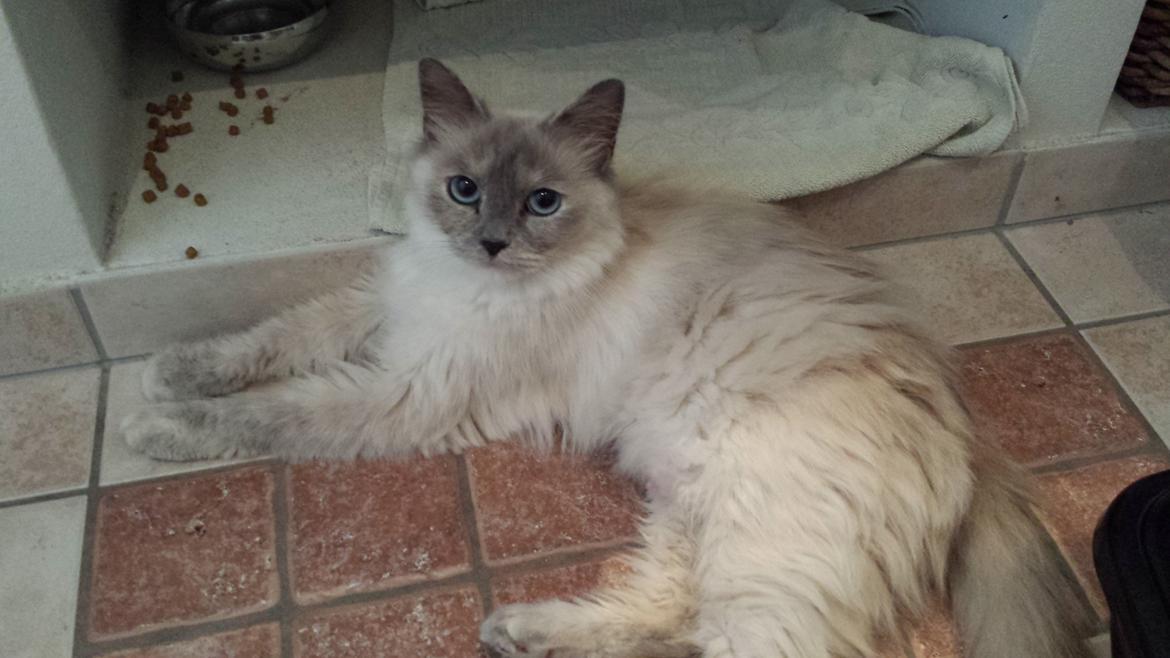 Hellig Birma Sille billede 2