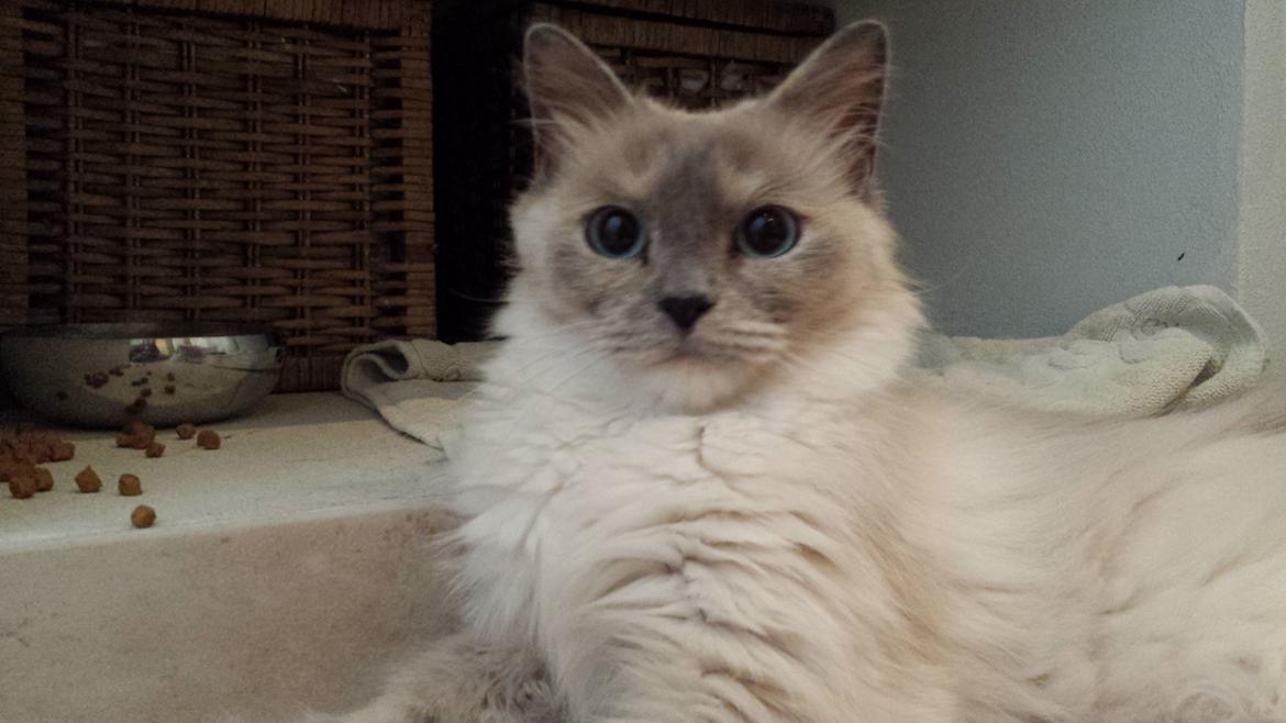 Hellig Birma Sille billede 3