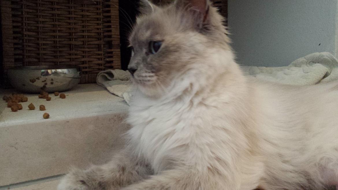 Hellig Birma Sille billede 4