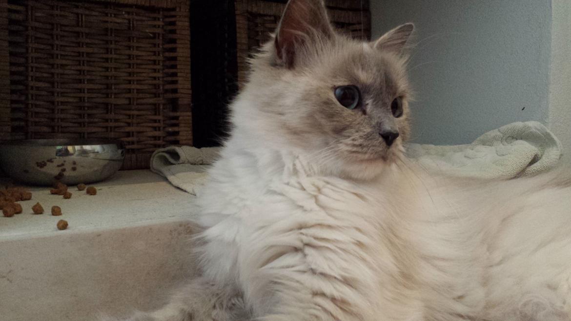 Hellig Birma Sille billede 5