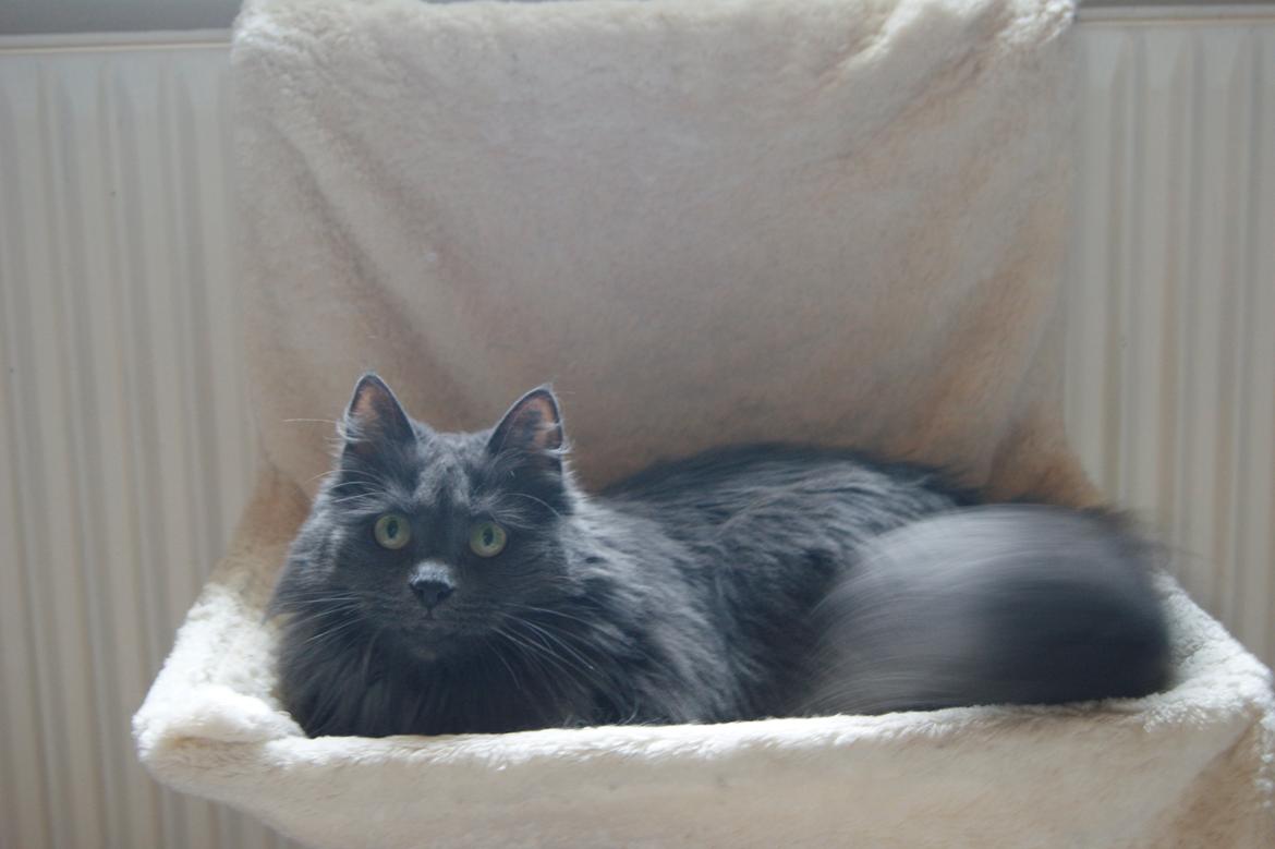 Norsk Skovkat Ditte billede 7