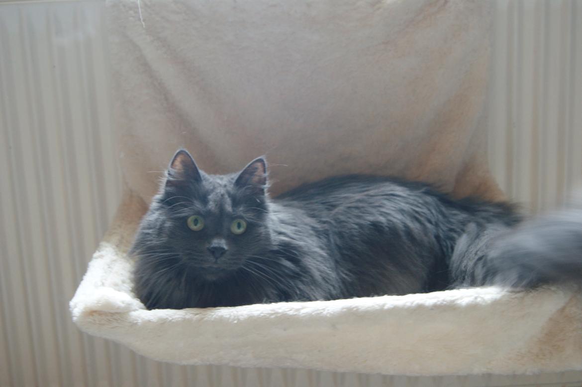 Norsk Skovkat Ditte billede 8