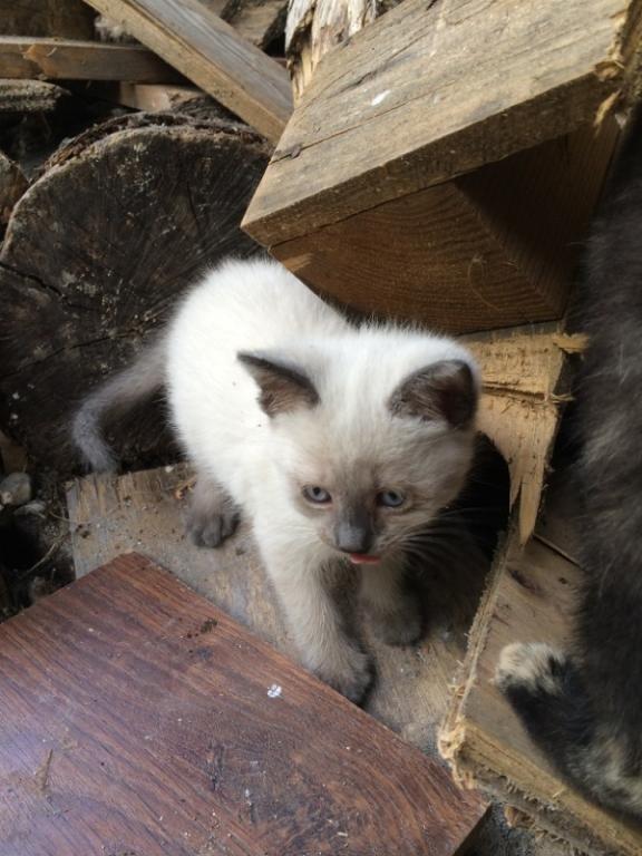 Blanding af racer Snooki billede 1