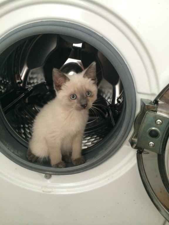 Blanding af racer Snooki billede 4