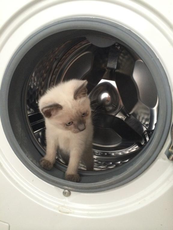 Blanding af racer Snooki billede 5