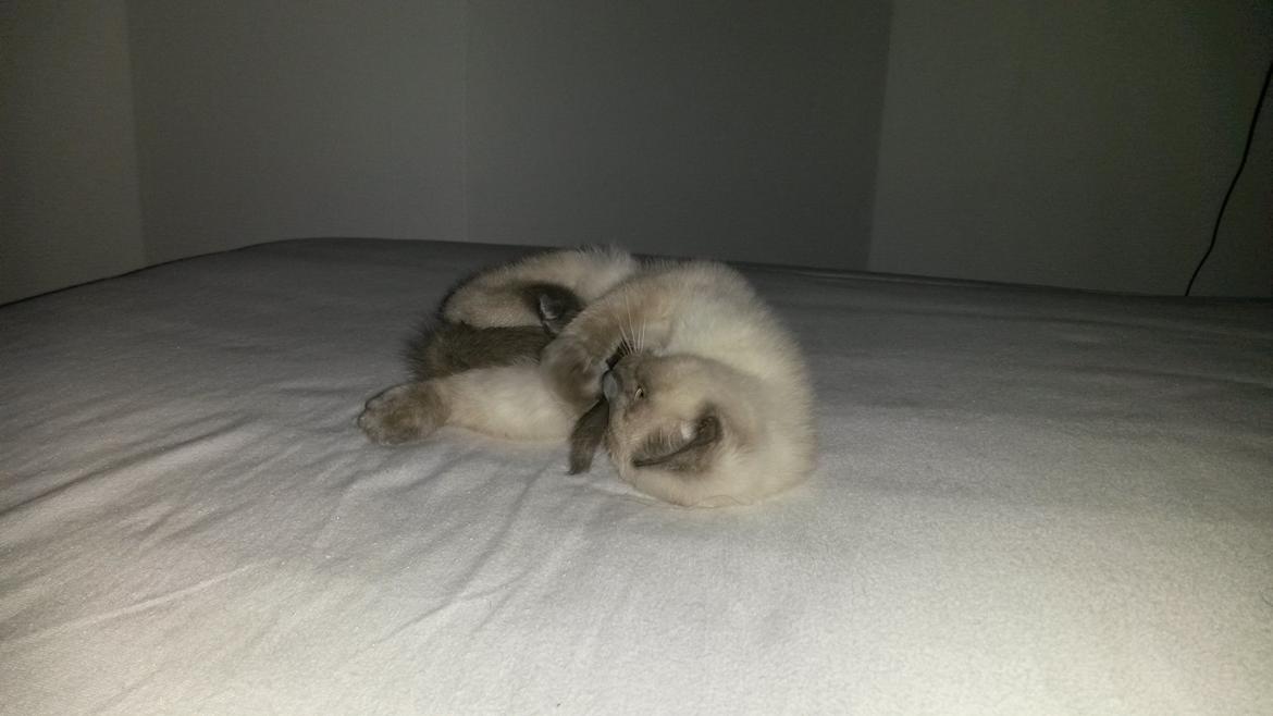 Blanding af racer Snooki billede 6