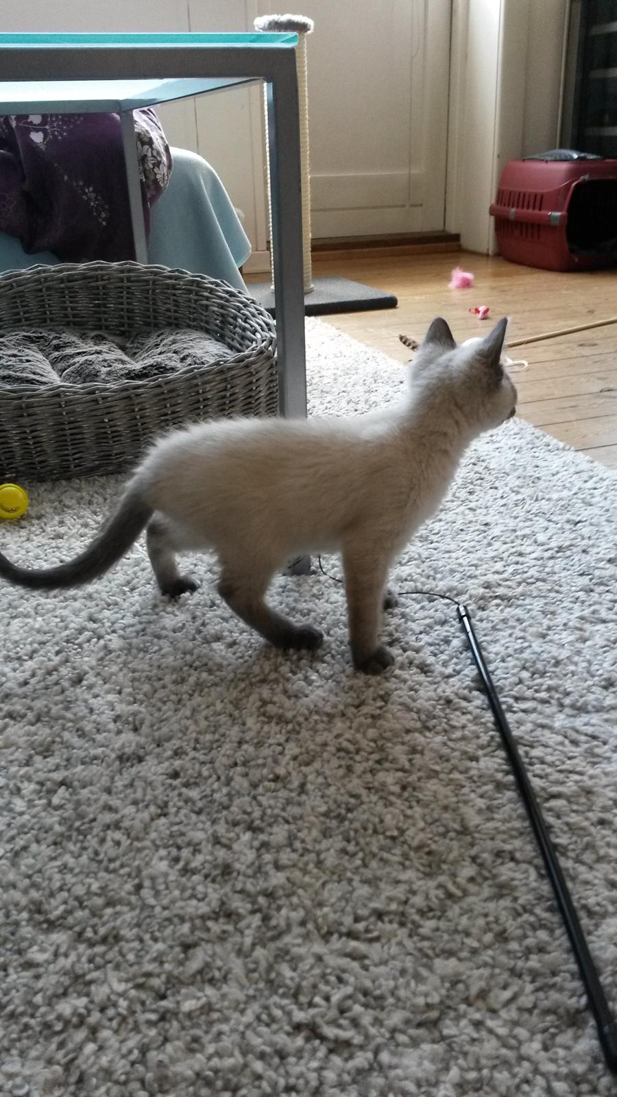 Blanding af racer Snooki billede 7