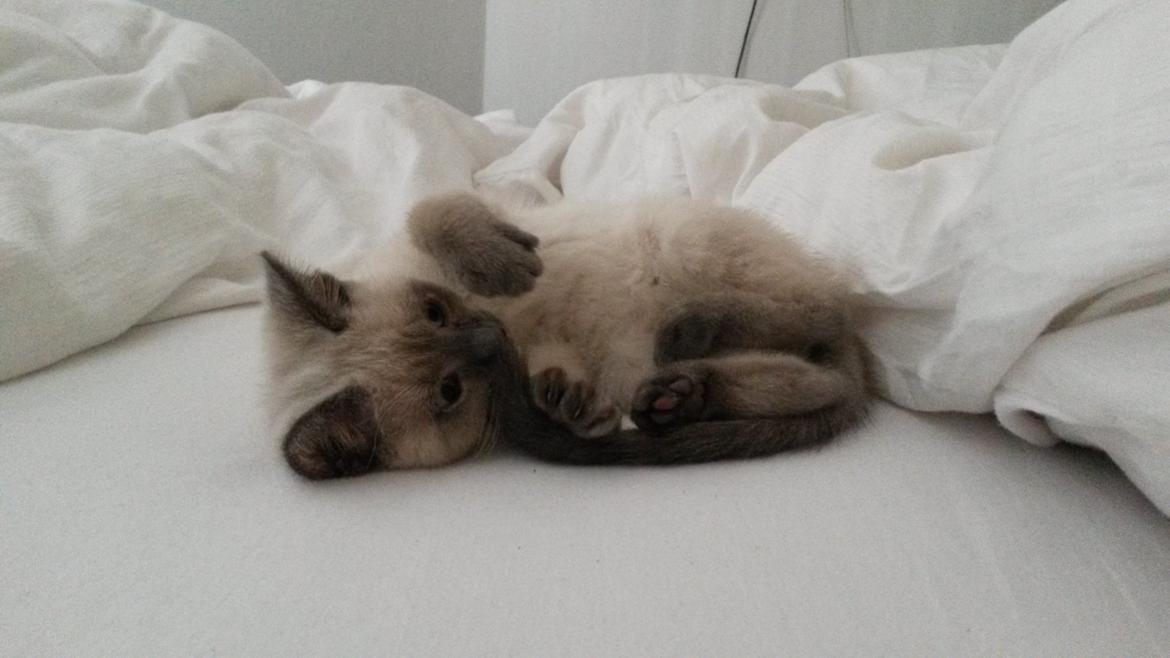 Blanding af racer Snooki billede 8