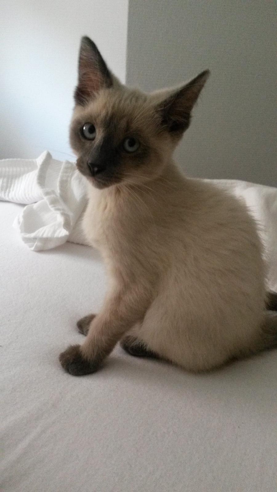 Blanding af racer Snooki billede 9