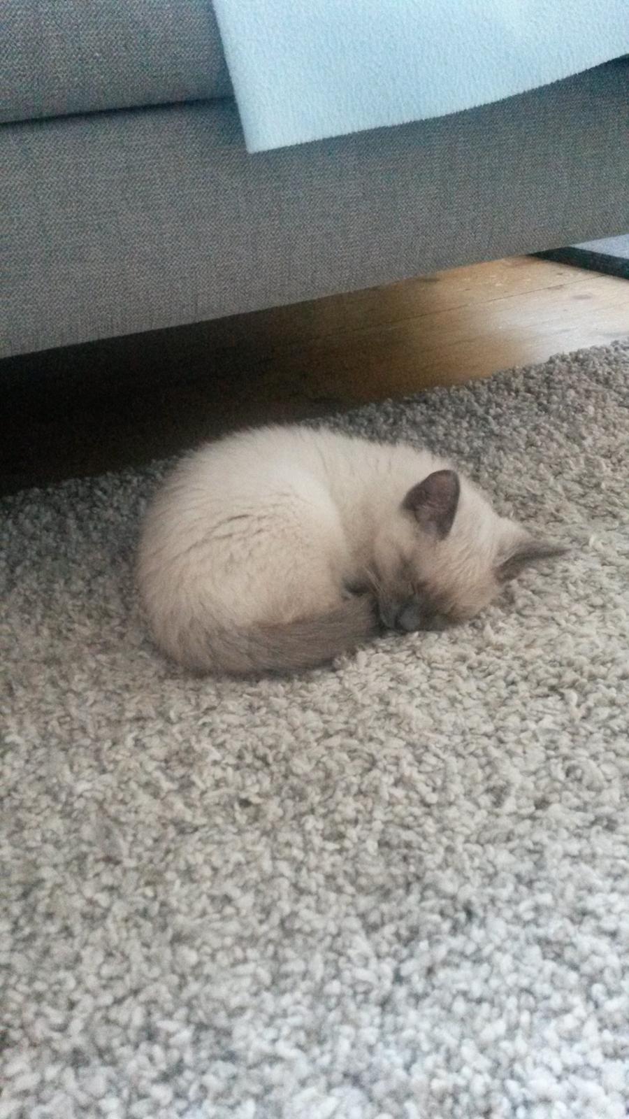 Blanding af racer Snooki billede 10