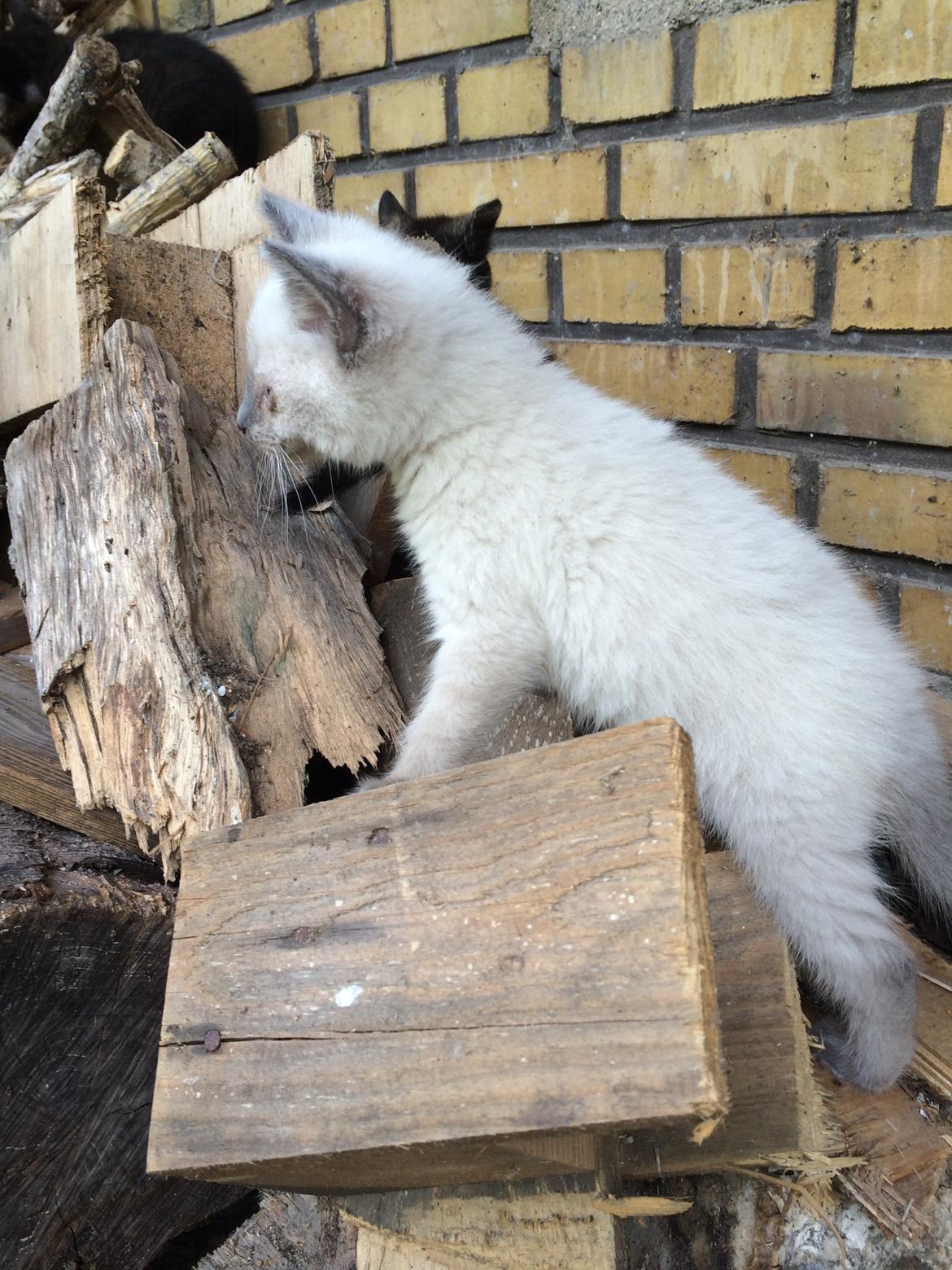 Blanding af racer Snooki billede 2