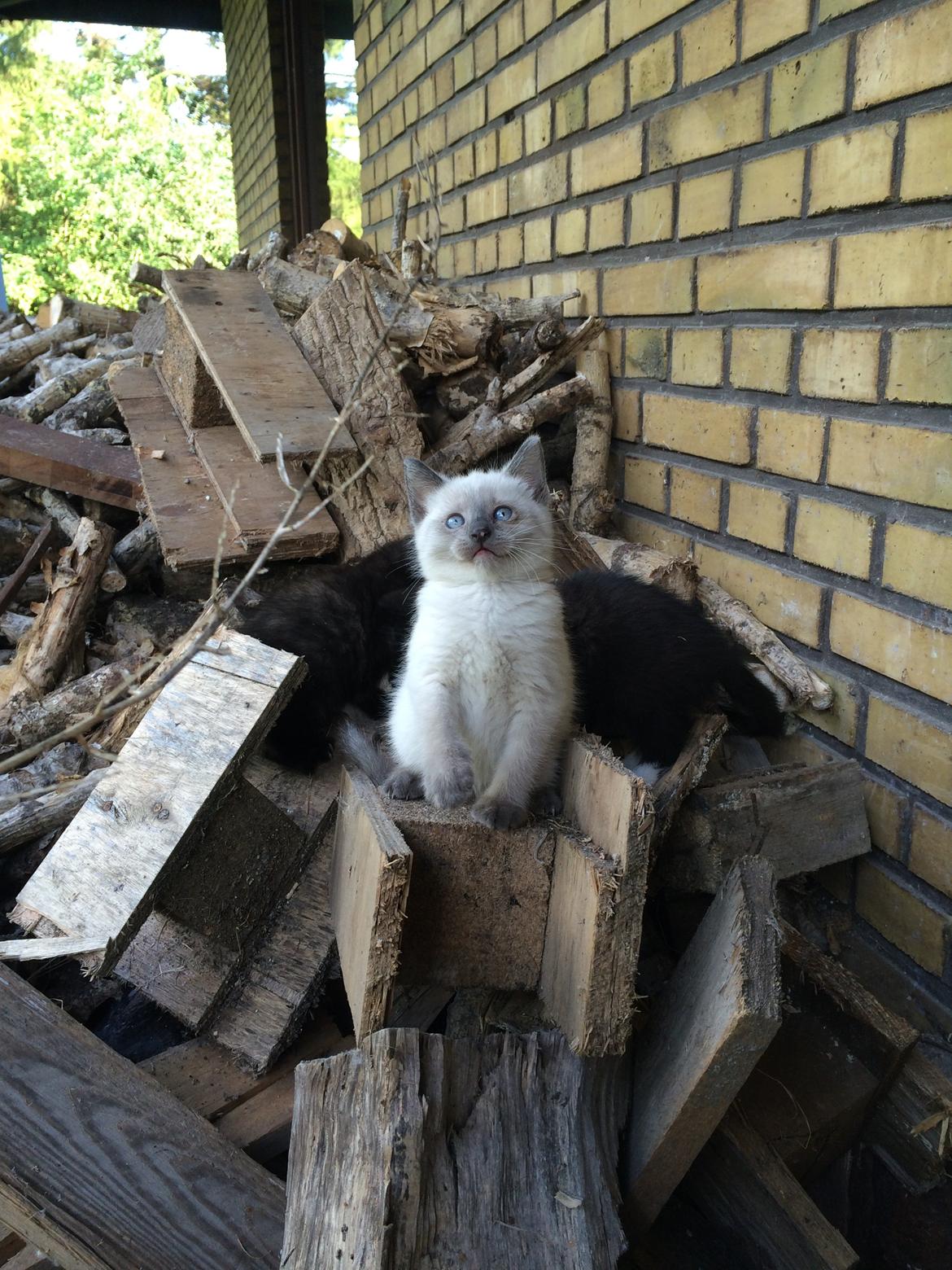 Blanding af racer Snooki billede 3