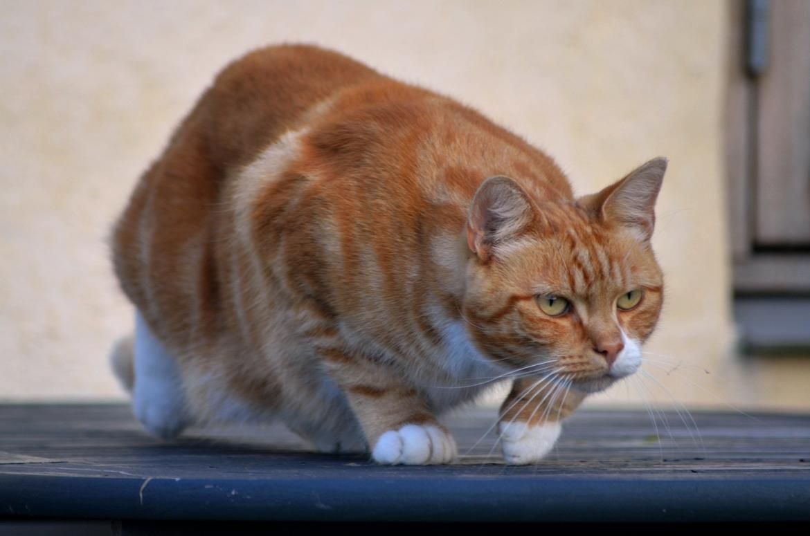 Blanding af racer Rommy (Romse) billede 17