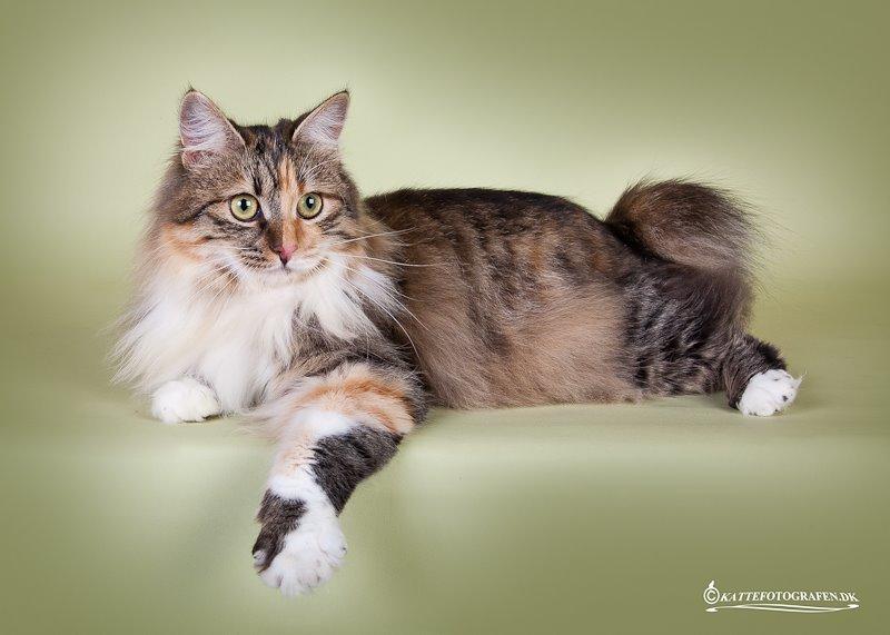 Kurilean Bobtail GIC. DK Klokmose´s Slush Ice billede 1
