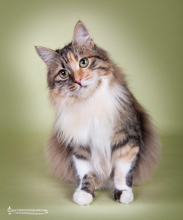 Kurilean Bobtail GIC. DK Klokmose´s Slush Ice billede 6