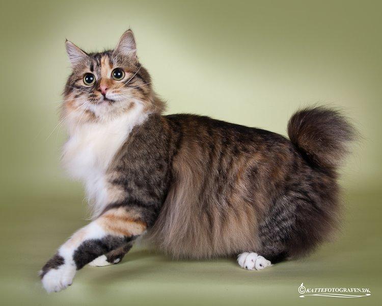 Kurilean Bobtail GIC. DK Klokmose´s Slush Ice billede 3