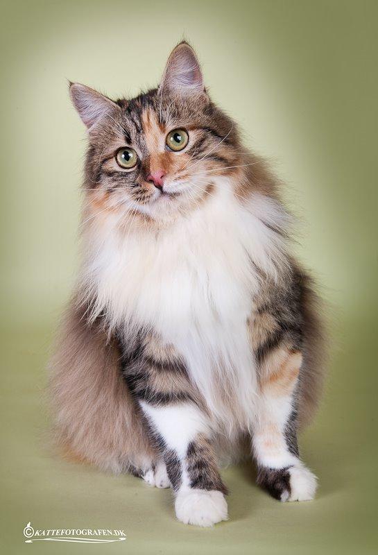 Kurilean Bobtail GIC. DK Klokmose´s Slush Ice billede 2