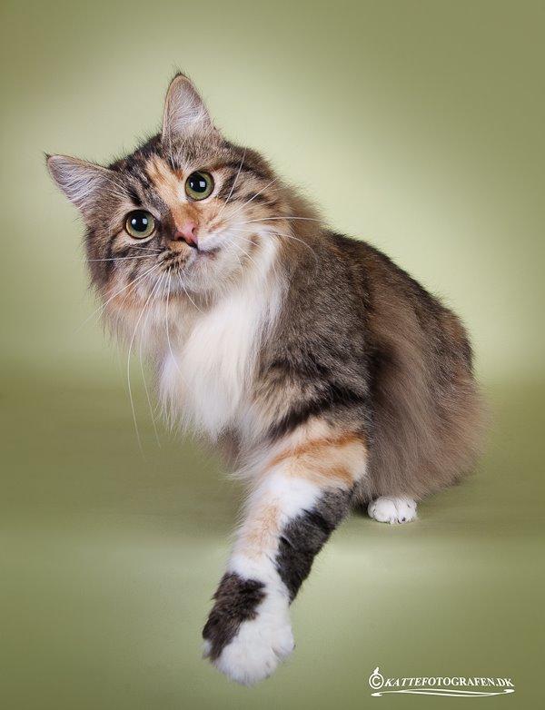 Kurilean Bobtail GIC. DK Klokmose´s Slush Ice billede 4