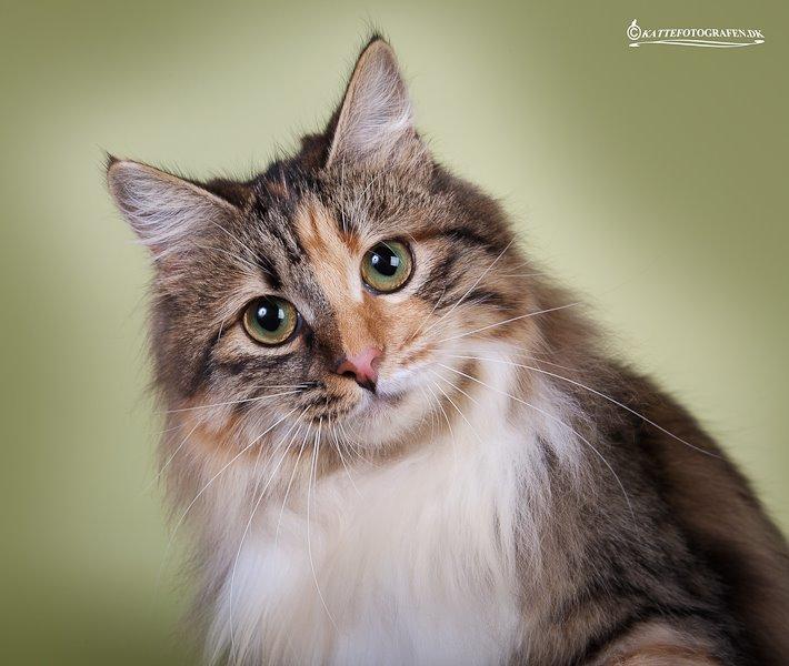 Kurilean Bobtail GIC. DK Klokmose´s Slush Ice billede 5