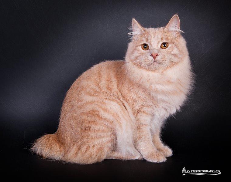 Kurilean Bobtail Ushi - GIC. SharpClaw´s Uspeh  RU billede 7