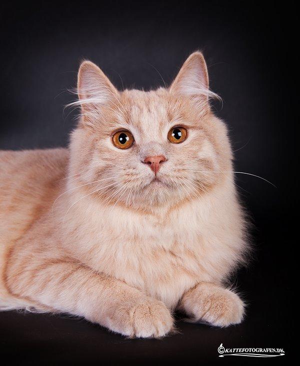 Kurilean Bobtail Ushi - GIC. SharpClaw´s Uspeh  RU billede 8