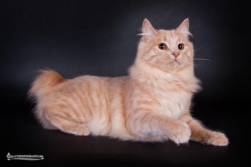 Kurilean Bobtail Ushi - GIC. SharpClaw´s Uspeh  RU billede 4