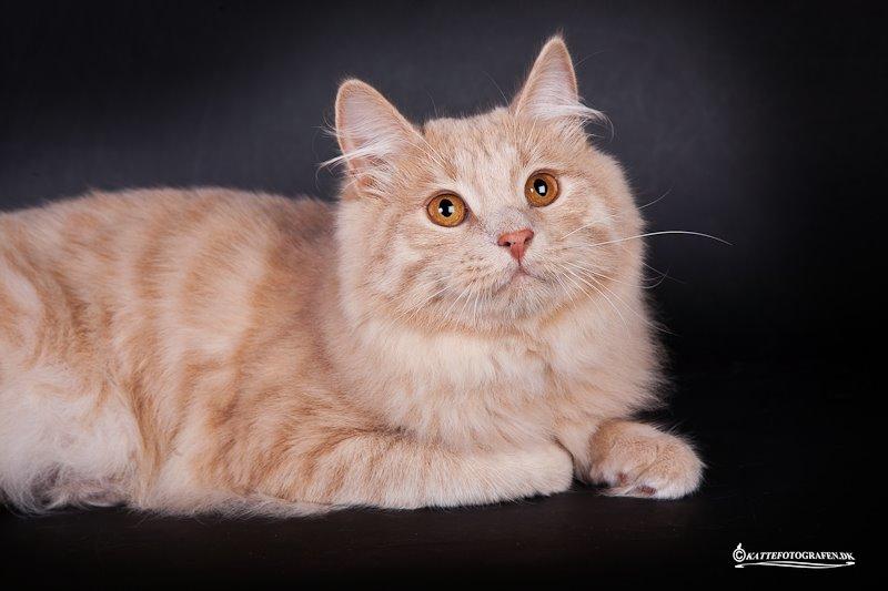 Kurilean Bobtail Ushi - GIC. SharpClaw´s Uspeh  RU billede 5