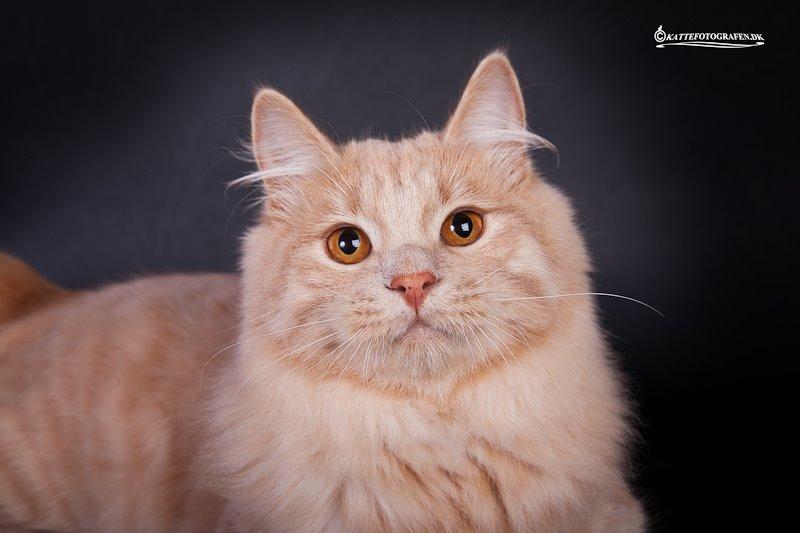 Kurilean Bobtail Ushi - GIC. SharpClaw´s Uspeh  RU billede 6