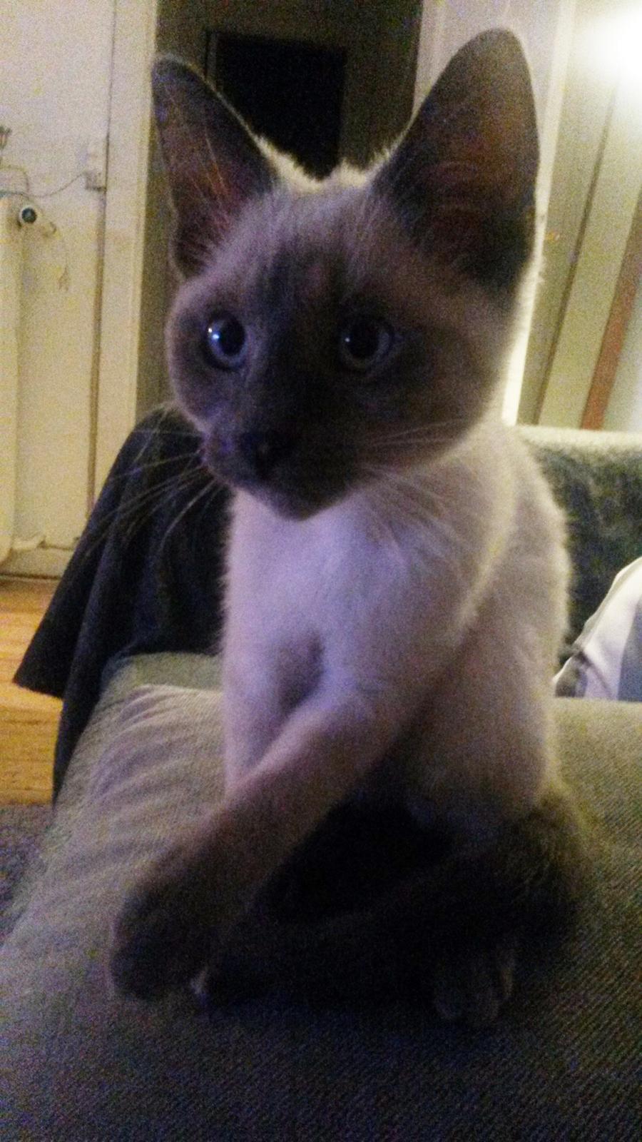 Blanding af racer Snooki billede 11