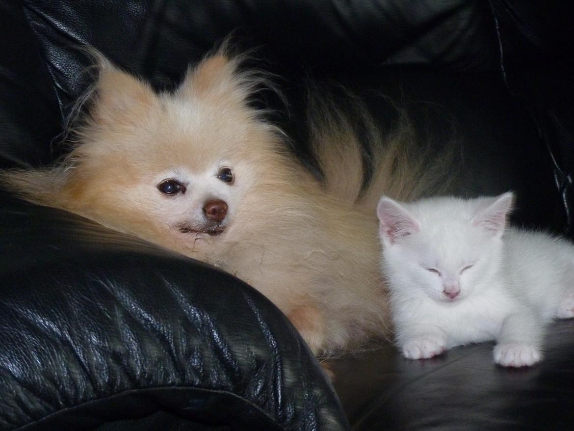 Blanding af racer Max billede 22