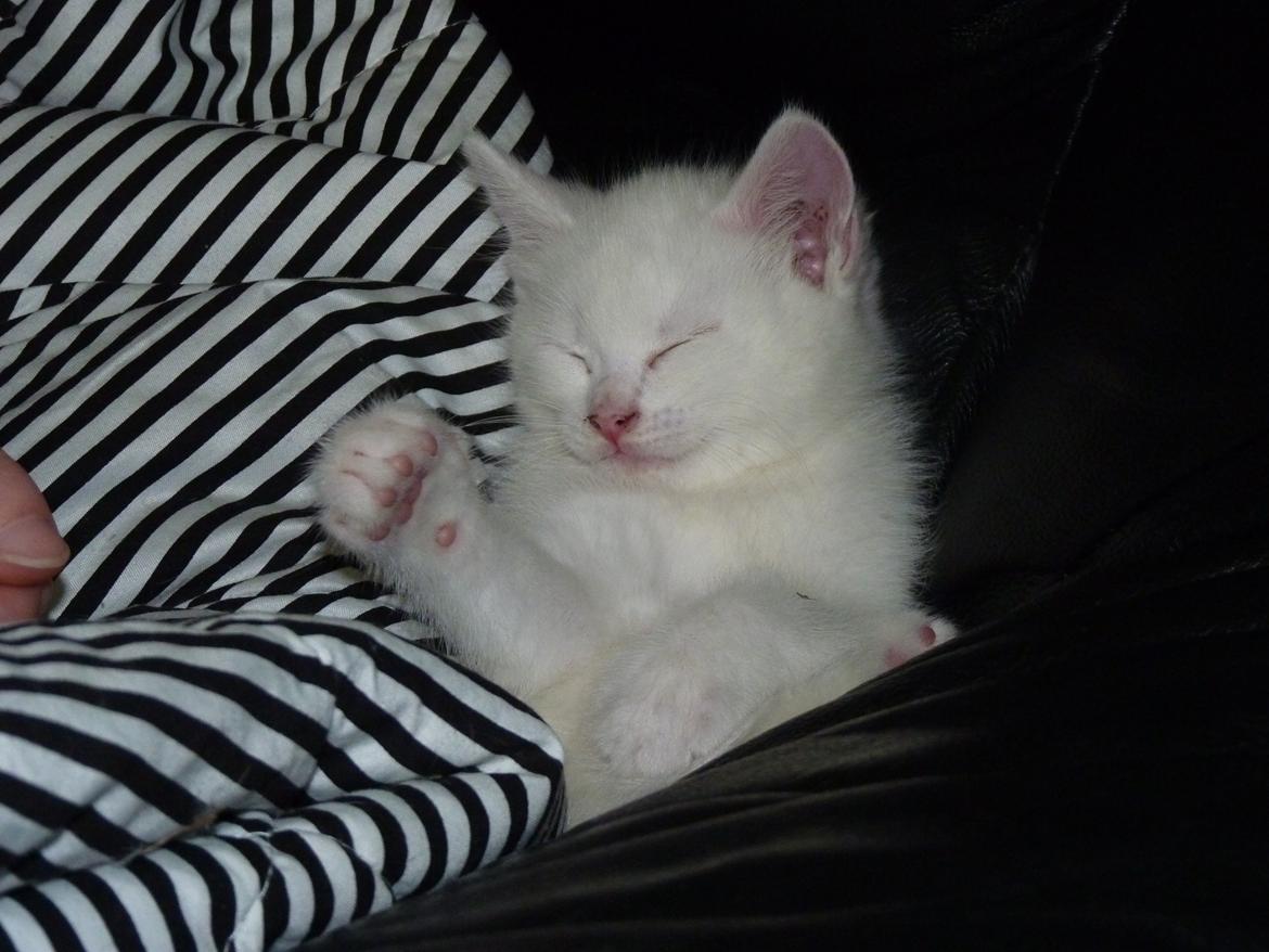 Blanding af racer Max billede 23