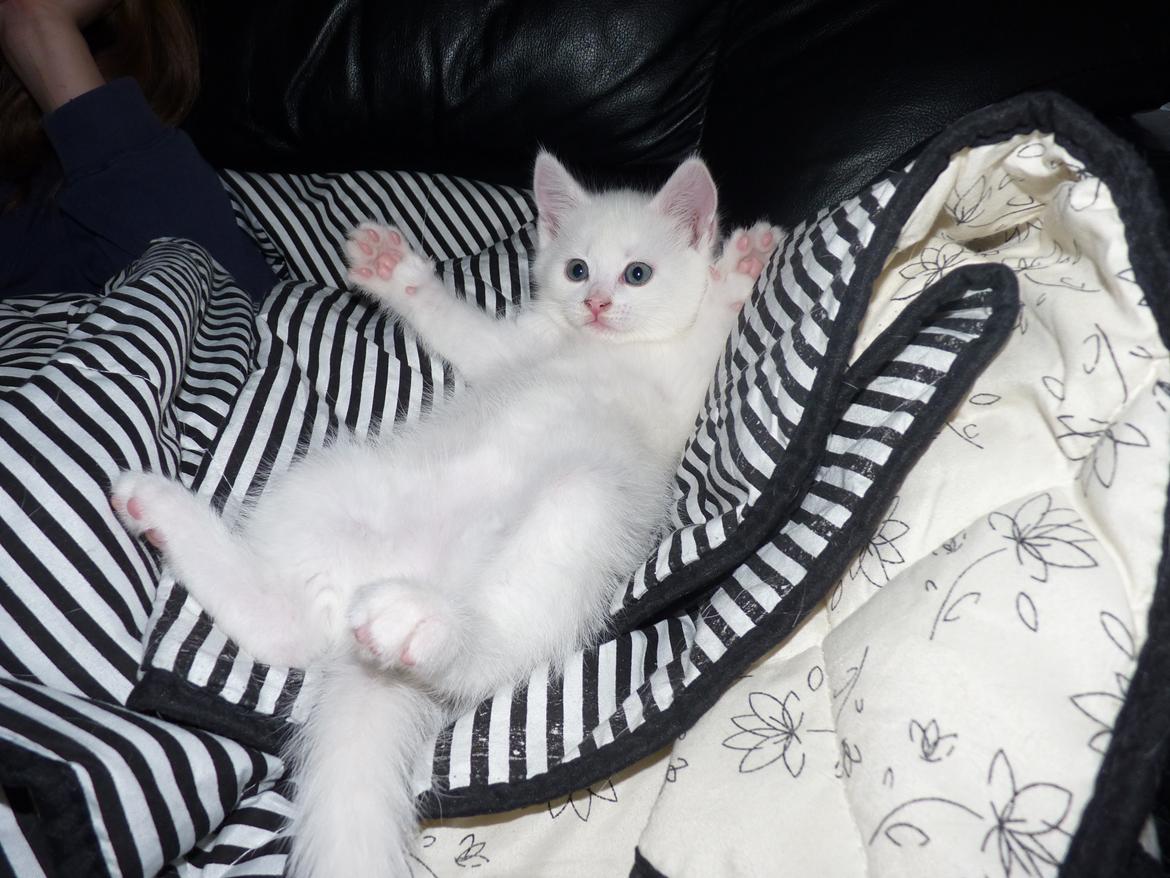 Blanding af racer Max billede 26