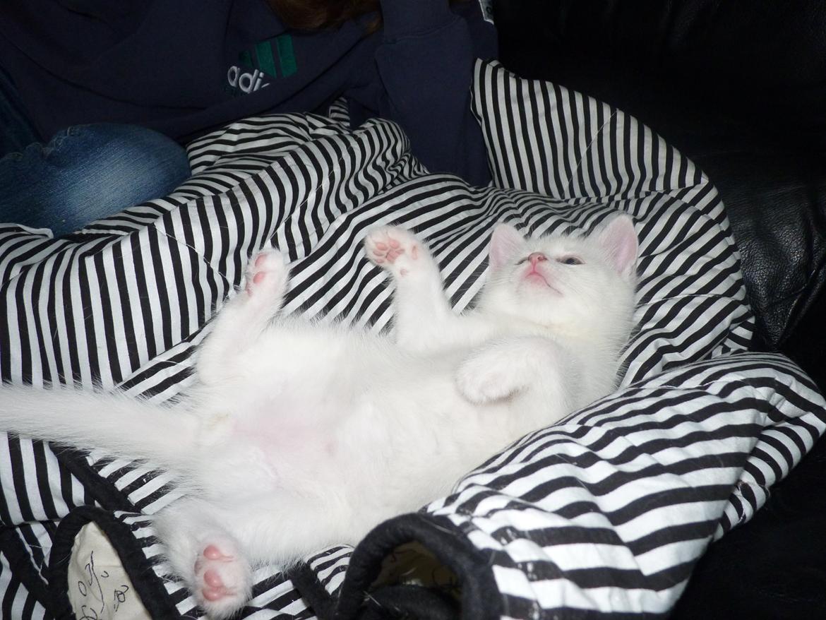 Blanding af racer Max billede 24