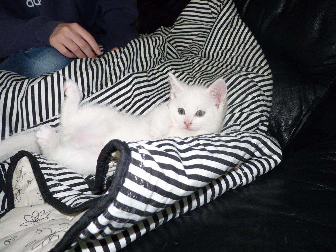 Blanding af racer Max billede 27