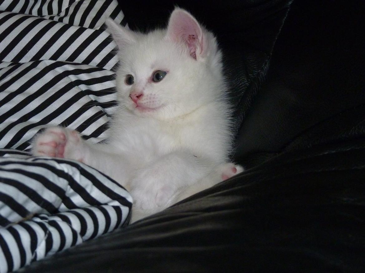 Blanding af racer Max billede 29