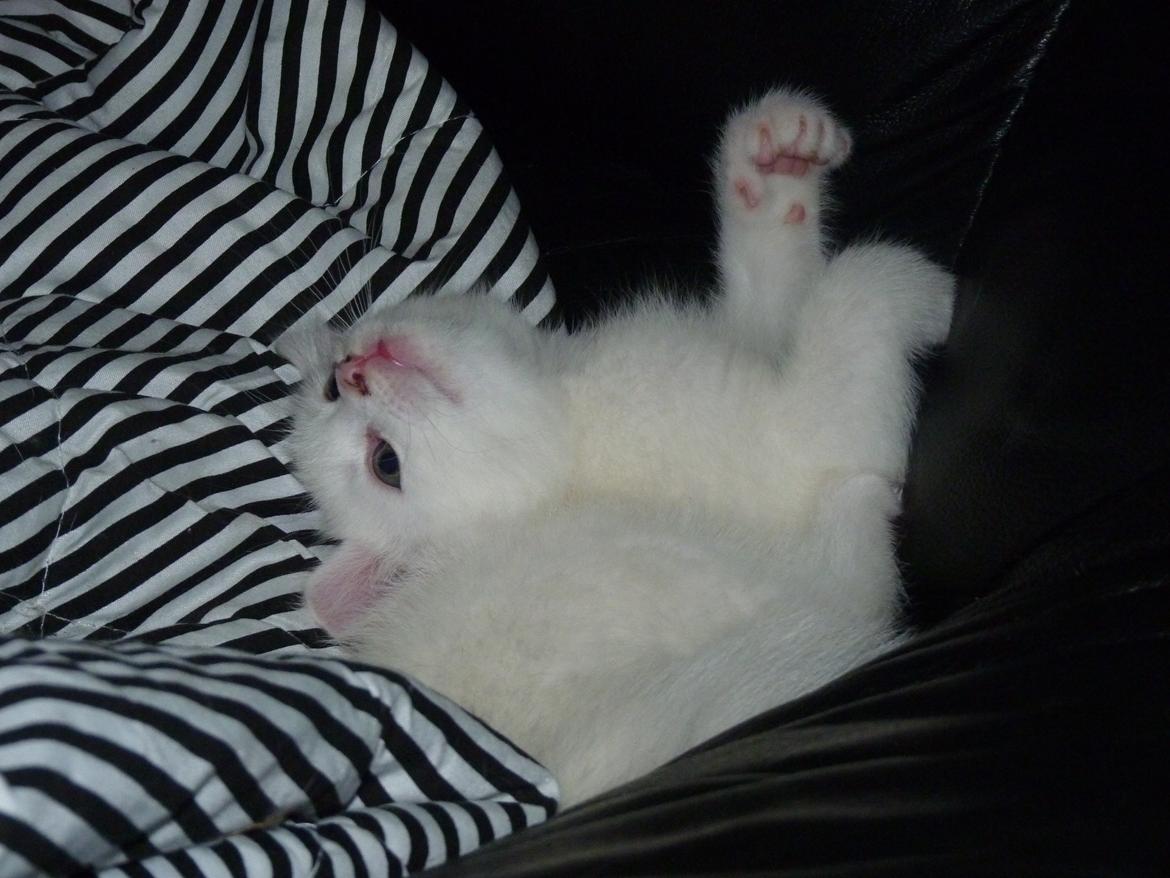 Blanding af racer Max billede 32