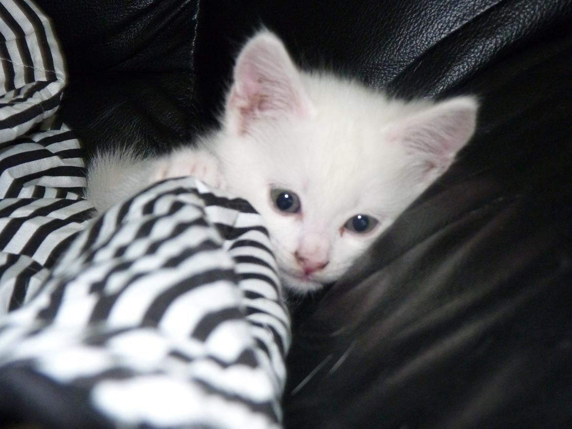 Blanding af racer Max billede 34