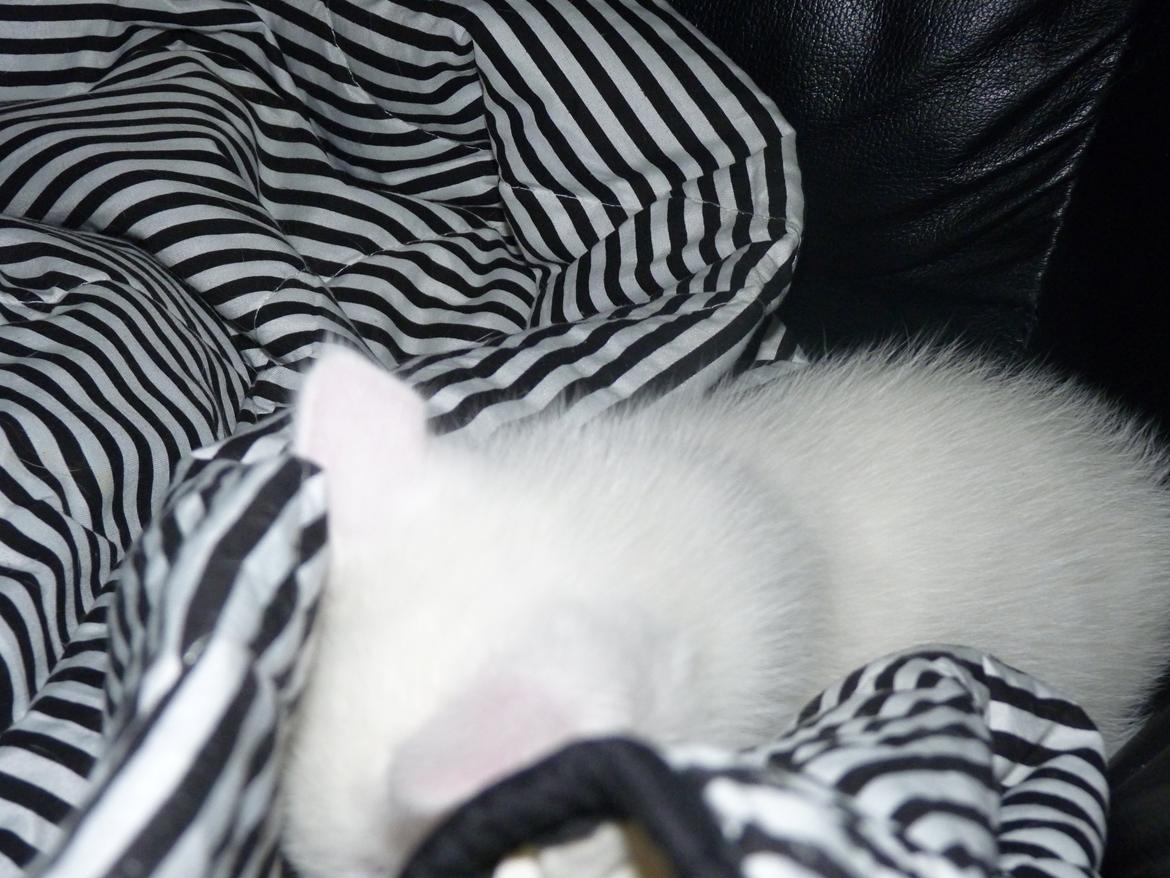 Blanding af racer Max billede 36