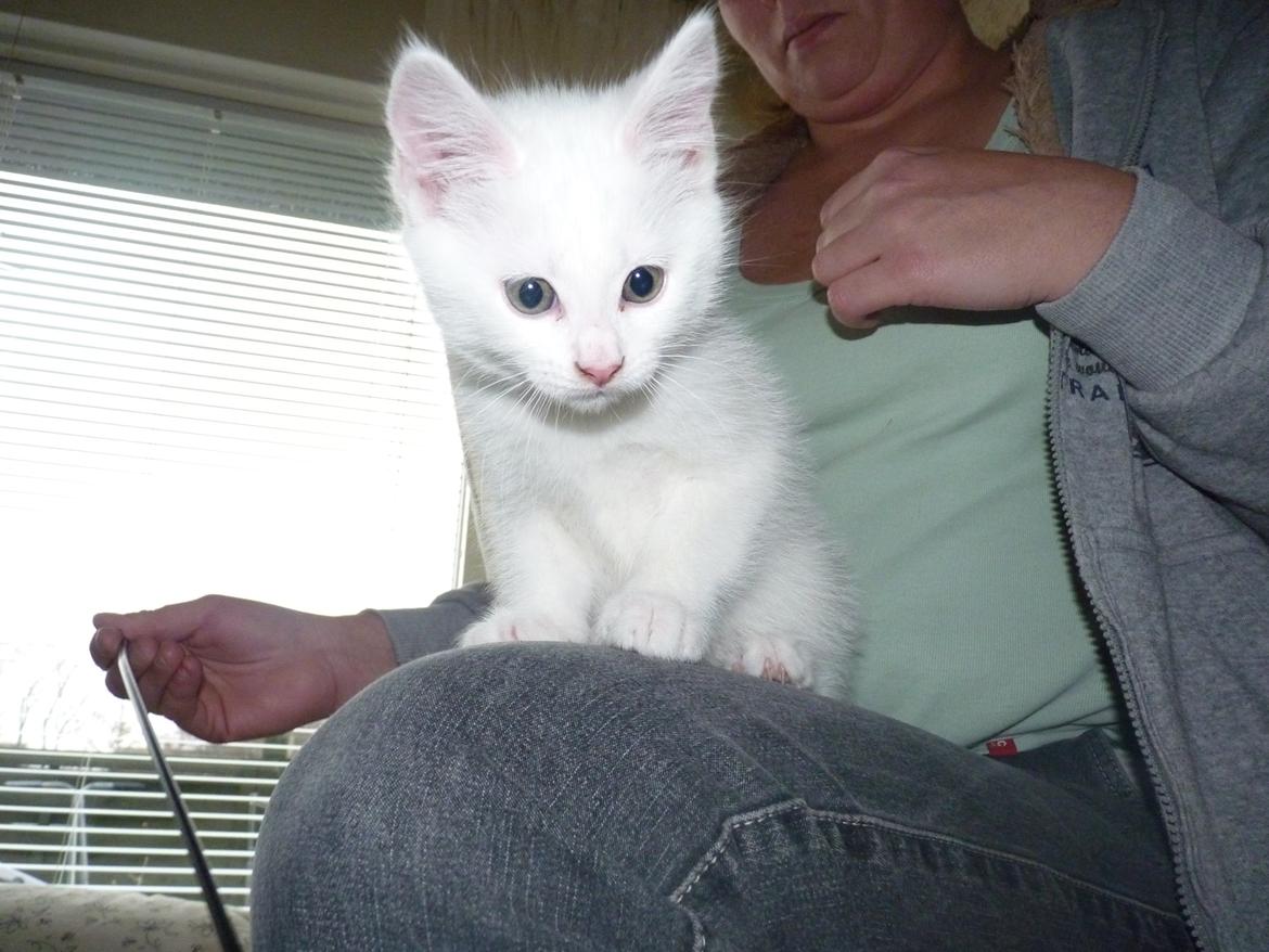 Blanding af racer Max billede 37