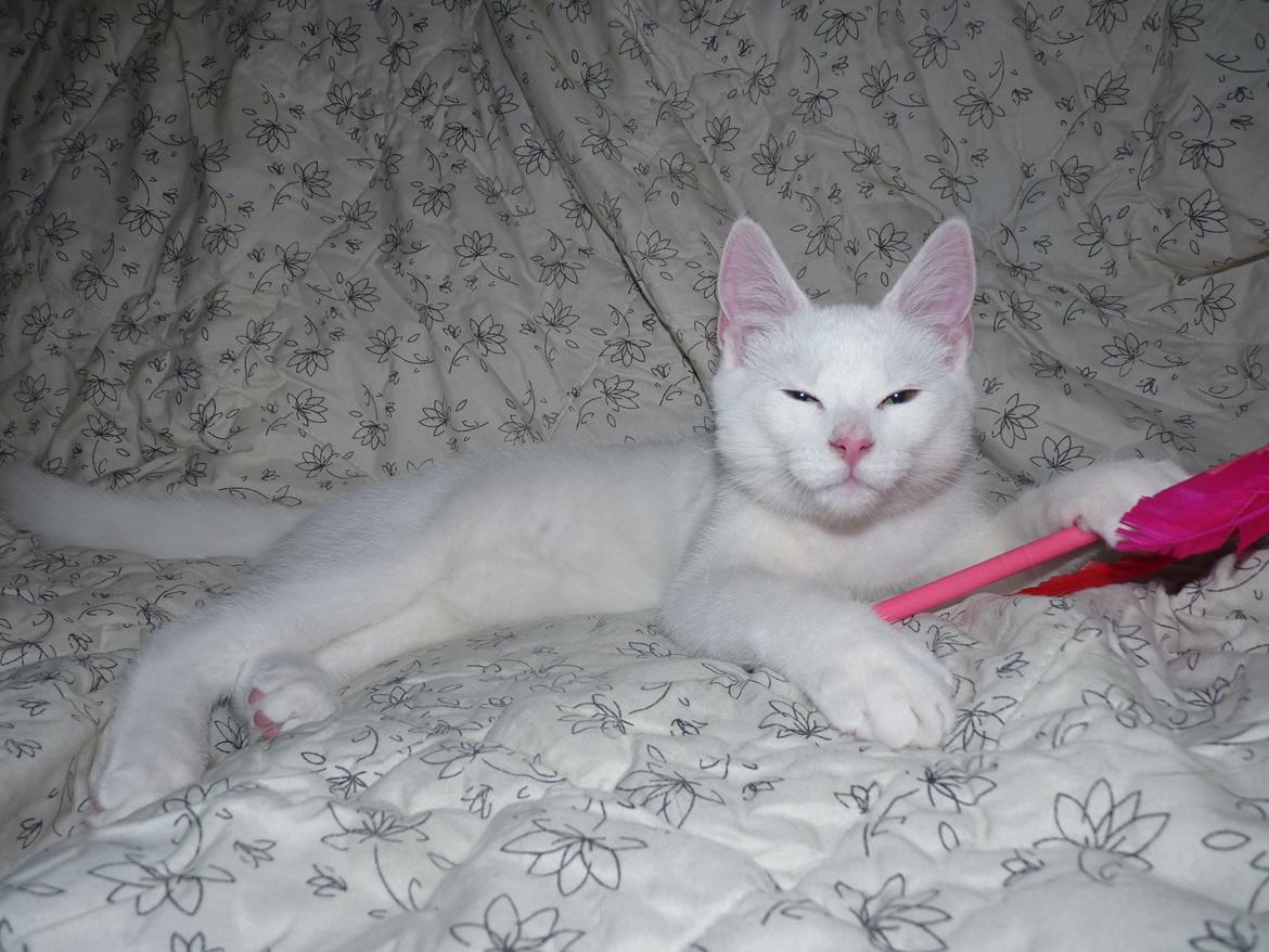 Blanding af racer Max billede 28