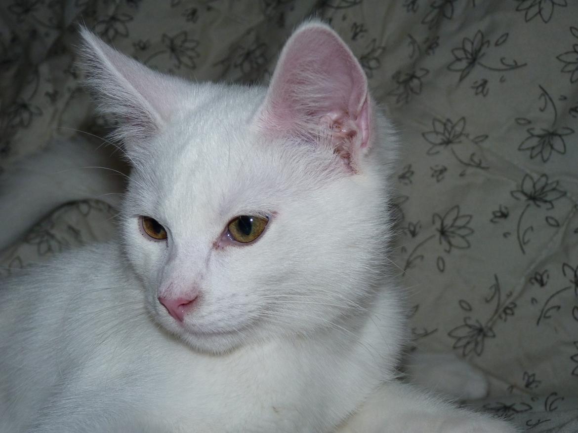 Blanding af racer Max billede 30