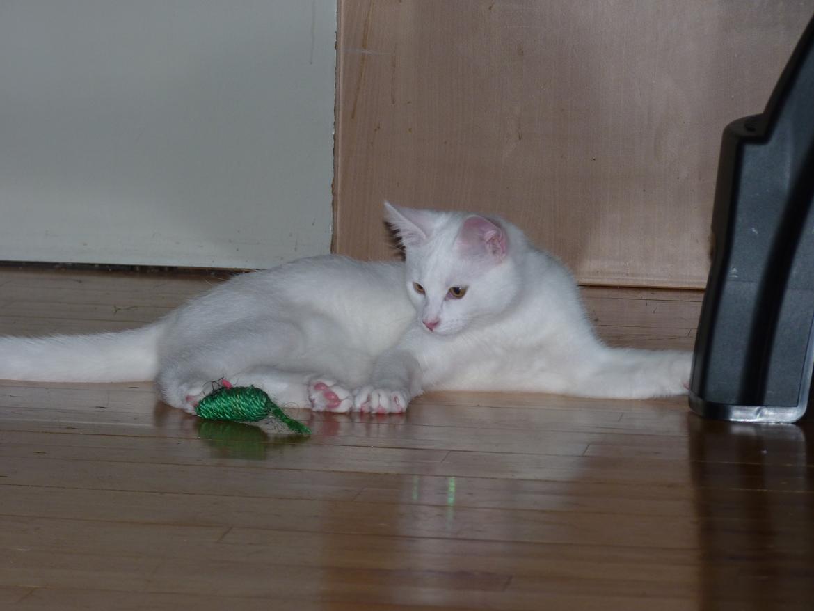 Blanding af racer Max billede 31